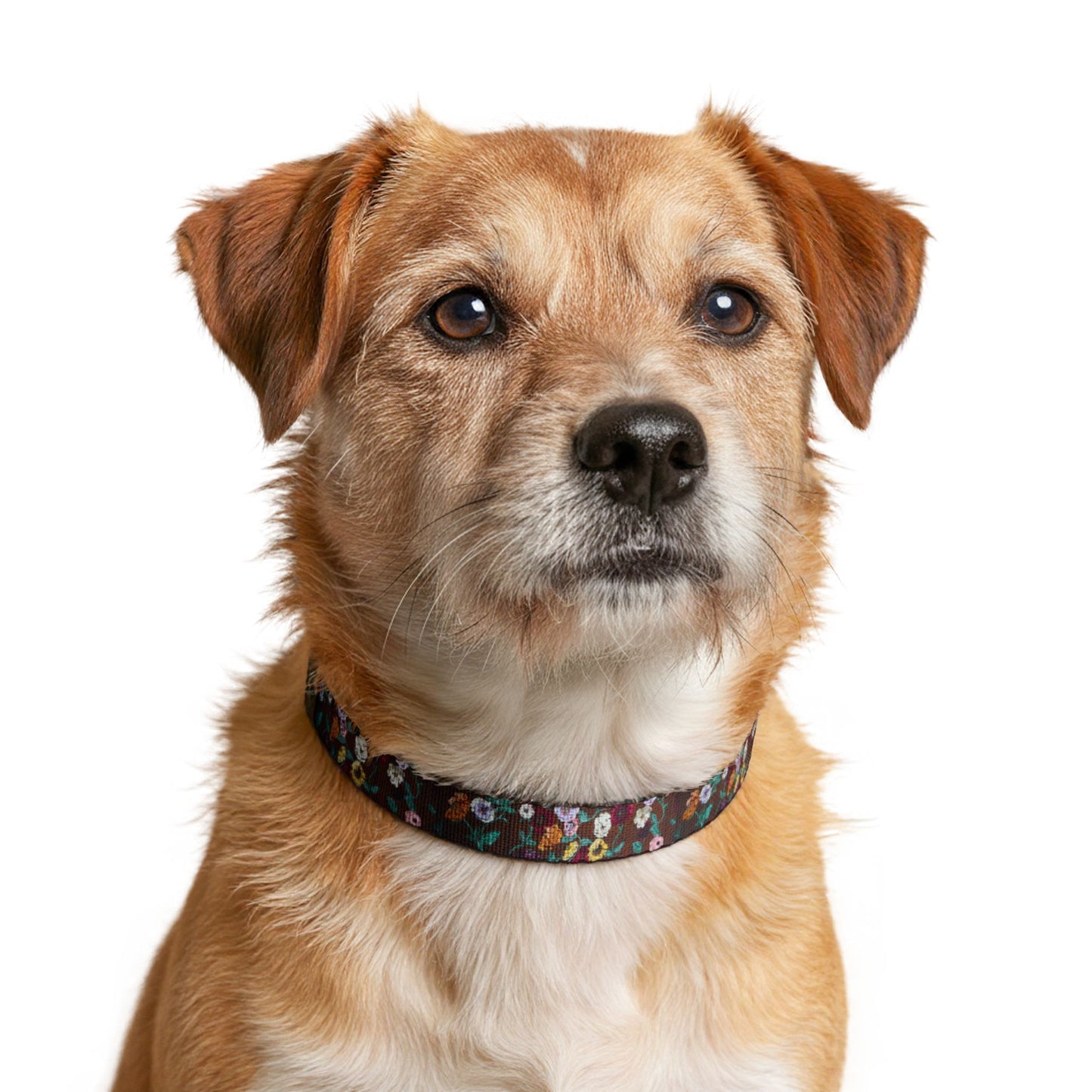 Acoustic Piano Floral Clip-on Pet Collar